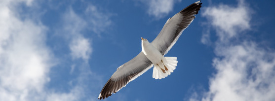 Bilden visar en fiskmås som flyger