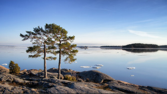 Bilden visar ett träd i skärgårdsmiljö