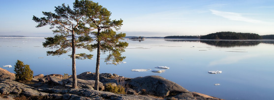 Bilden visar ett träd i skärgårdsmiljö