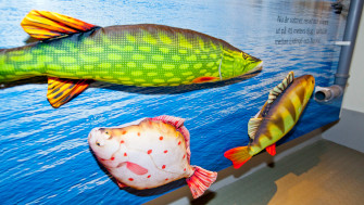 Detaljbild på målade fiskar i Östersjön